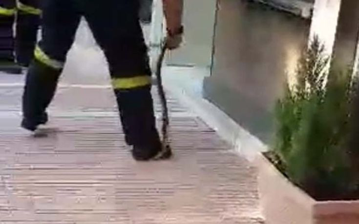 Πυροσβέστης… survivor πιάνει φίδι με τα χέρια στο κέντρο της Λάρισας